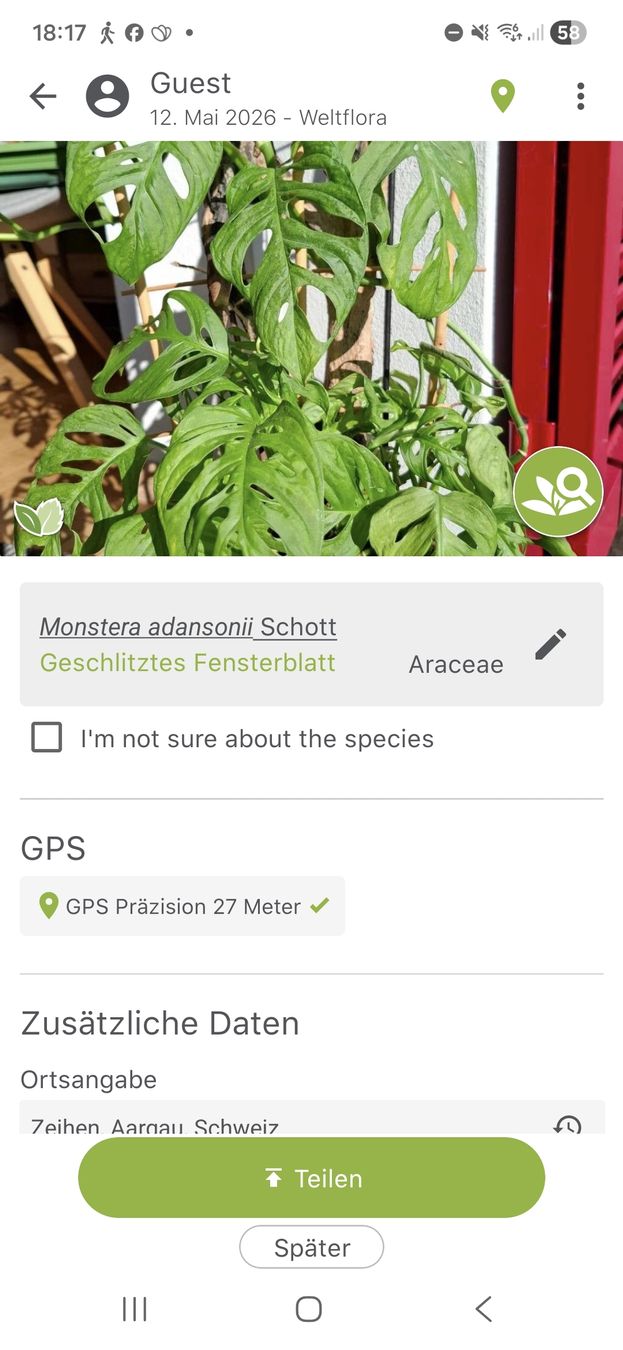 Piante & sementi: Monsterea adansonii – Usato da Zeihen venduto da P_B4 1