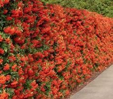 Ab 5.- fr! 10 AGAZZINO Samen (PYRACANTHA COCCINEA) Strauch