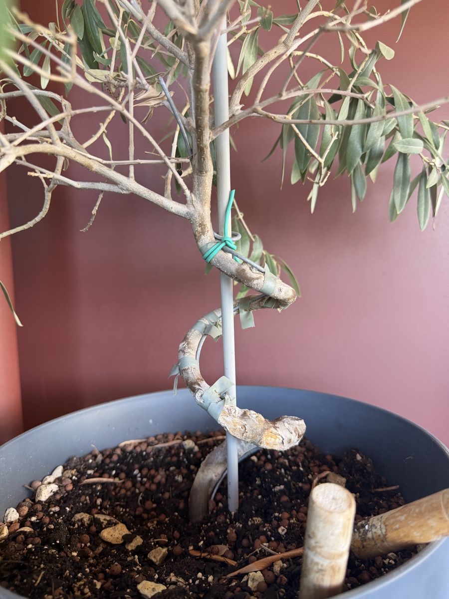 Piante & sementi: Olive tree spiral trunk in grey pot good condition – Usato da Reinach BL venduto da K.zh.A 2