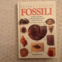 Fossilien (Museum Italien)