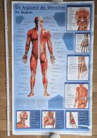 Anatomie des Menschen Muskelposter - Lehrtafel Medizin 49