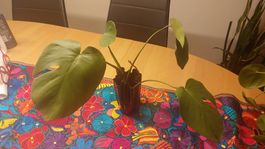 Monstera Deliciosa Steckling