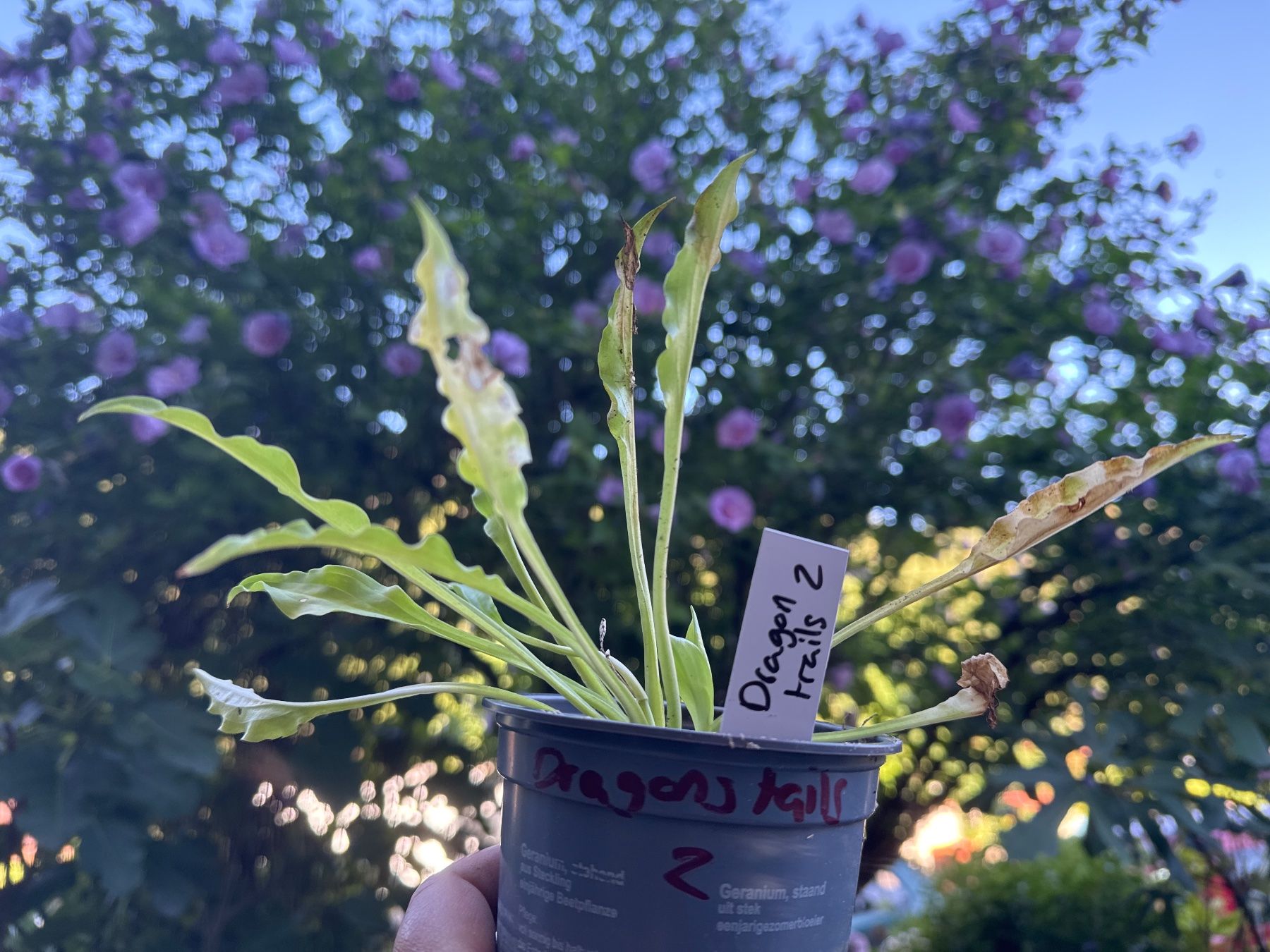Piante & sementi: Hosta dragon tails 2 – Usato da Lajoux JU venduto da Briard0