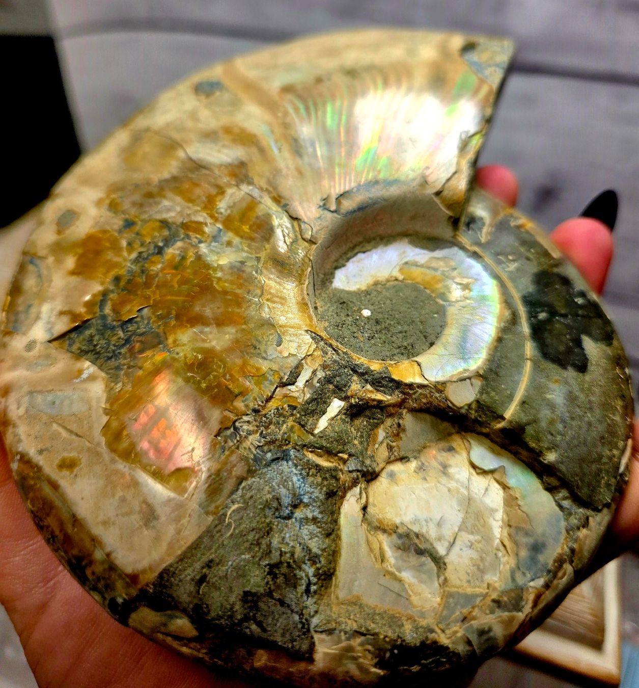 Fossilien: Ammonit 965g – Neu und originalverpackt aus Matzingen von Shay_Crystalz 2