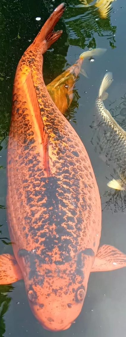 Mangimi: Schöner Koi Fisch gross 80cm – Usato da Pfaffnau venduto da Daysi89