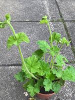 Schaumblüte aus 10cm Topf Bodendecker Gartenpflanze Schatten