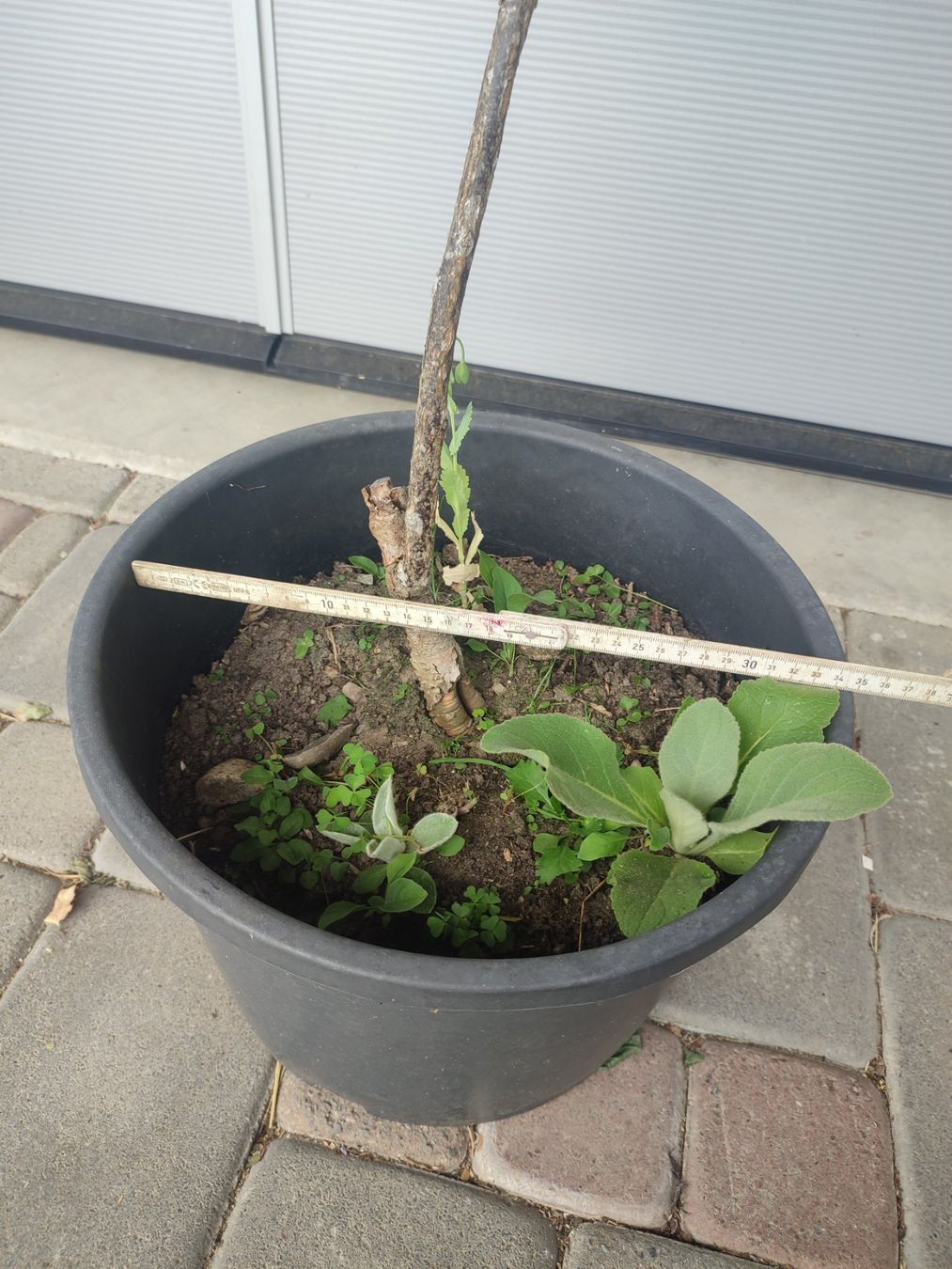 Pflanzen & Samen: Geweihbaum, Gymnocladus dioicus, Schattenbaum – Gebraucht aus Hüswil von benigreen01 4