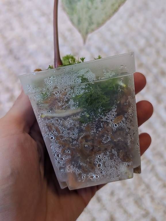 Piante & sementi: Anthurium Crystallinum Albo Variegata – Nuovo (secondo la descrizione) da Faulensee venduto da plantmama 2