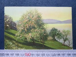 FRÜHLING AM SEE OBSTBAUM GEL. HERISAU APP AK 1921