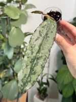Hoya undulata silver 🦄✨