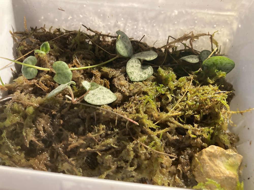 Ceropegia woodii Kaufen auf Ricardo