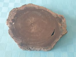 Versteinertes Holz Baumscheibe Fossil 18 cm Deko Natur