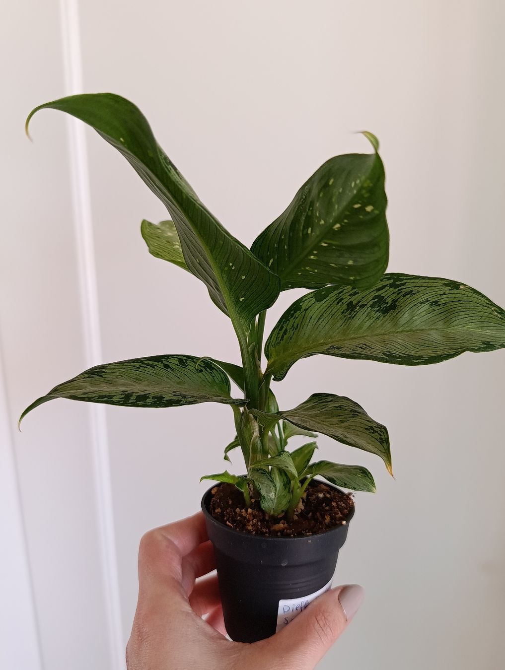Piante & sementi: Dieffenbachia Snow – Usato da Baar venduto da L.isa28 3