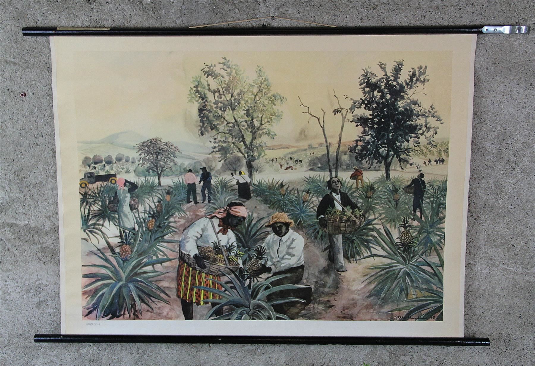Poster & Bilder: Schulwandbild "Ananasernte, Ananas" – Gebraucht aus Birrwil von brandschatz_birrwil 2