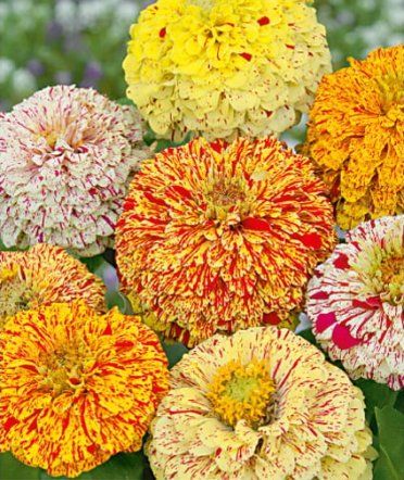 Pflanzen & Samen: Zinnia PEPPERMINT STICK / Mix, 80 - 90 cm / 10 Samen – Neu (gemäss Beschreibung) aus Hinteregg von ERFOLG78