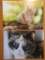 2x Grusskarten Katzen