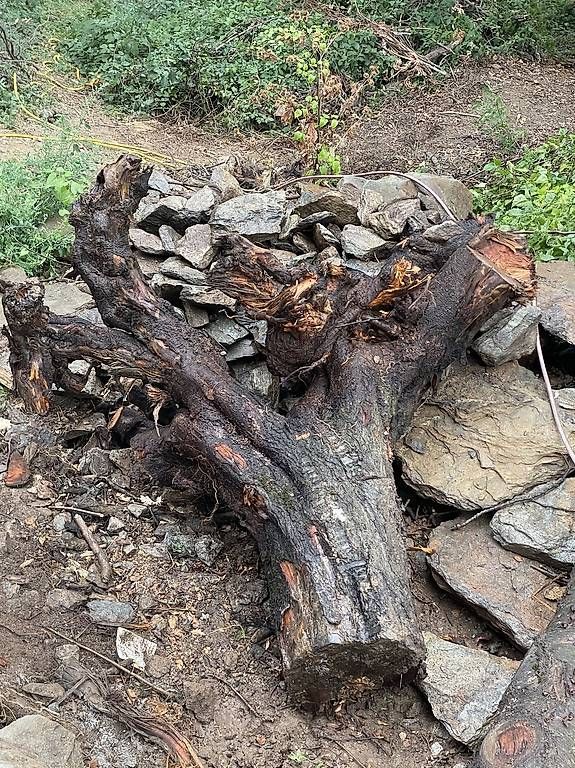 Articoli in legno: Holz Kirsche Baumstämme – Usato da Naters venduto da brunteles 4