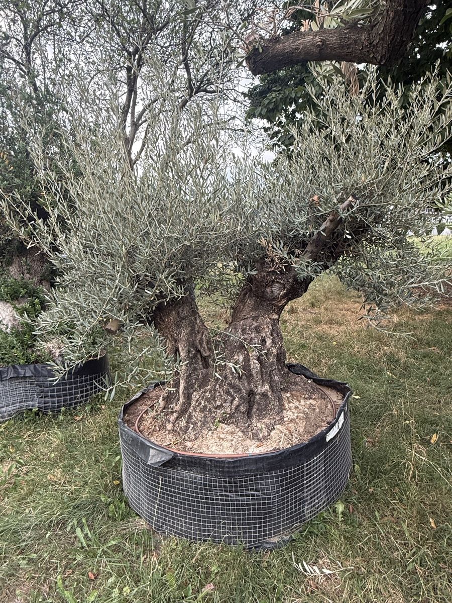 Piante & sementi: 400 Jahre alter Olivenbaum  – Nuovo e nell'imballaggio originale da Uznach venduto da lut_rnx5