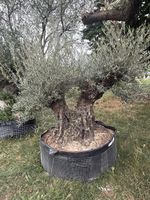 400 Jahre alter Olivenbaum 