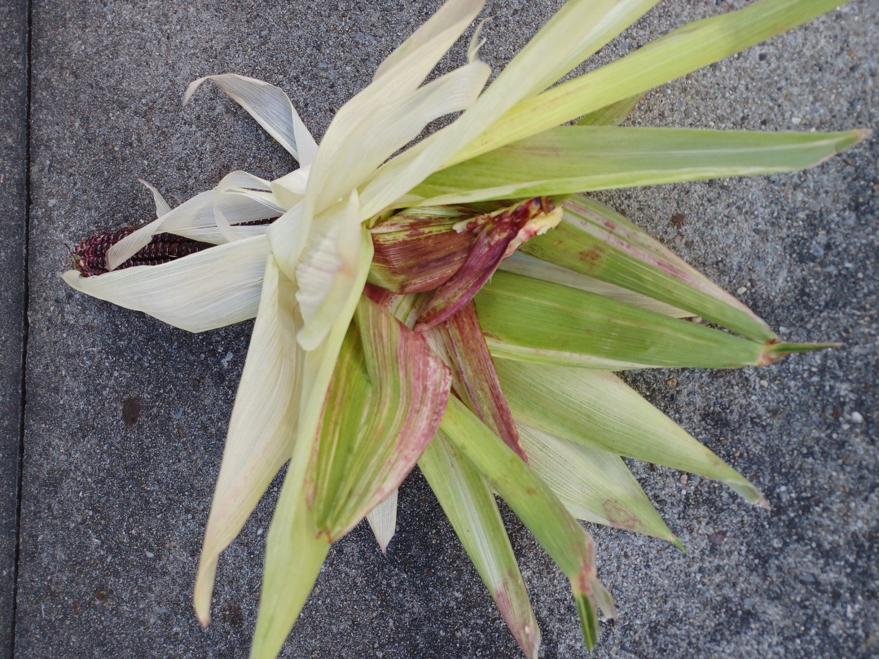 Piante & sementi: Samen Mais  Variegata 5 Stk. – Usato da Schwaderloch venduto da bademeister79 5