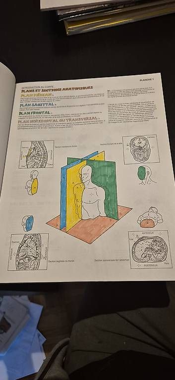 Libri: Planches d anatomie à colorier – Usato da Lausanne venduto da angelalone 2