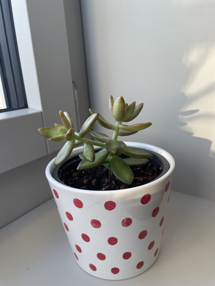 Piante & sementi: Cactus, Sukkulente with cute pot  – Usato da Uster venduto da momogarden 3