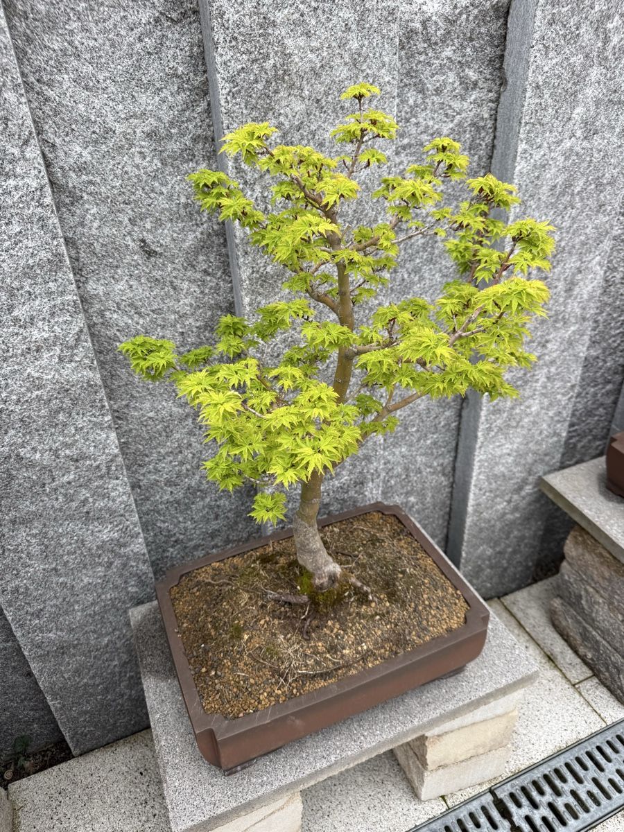 Piante & sementi: Japanischer Ahorn Bonsai – Usato da Bachenbülach venduto da auersandra 2