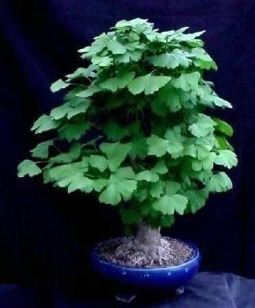 Piante & sementi: Ginkgo Biloba  2x 20cm – Nuovo (secondo la descrizione) da Bremblens venduto da FIBONACCI369 1