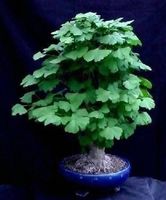 Ginkgo Biloba  20cm