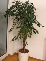 Ficus Benjamina Danielle komb.  mit Ficus Benjamina Twilight