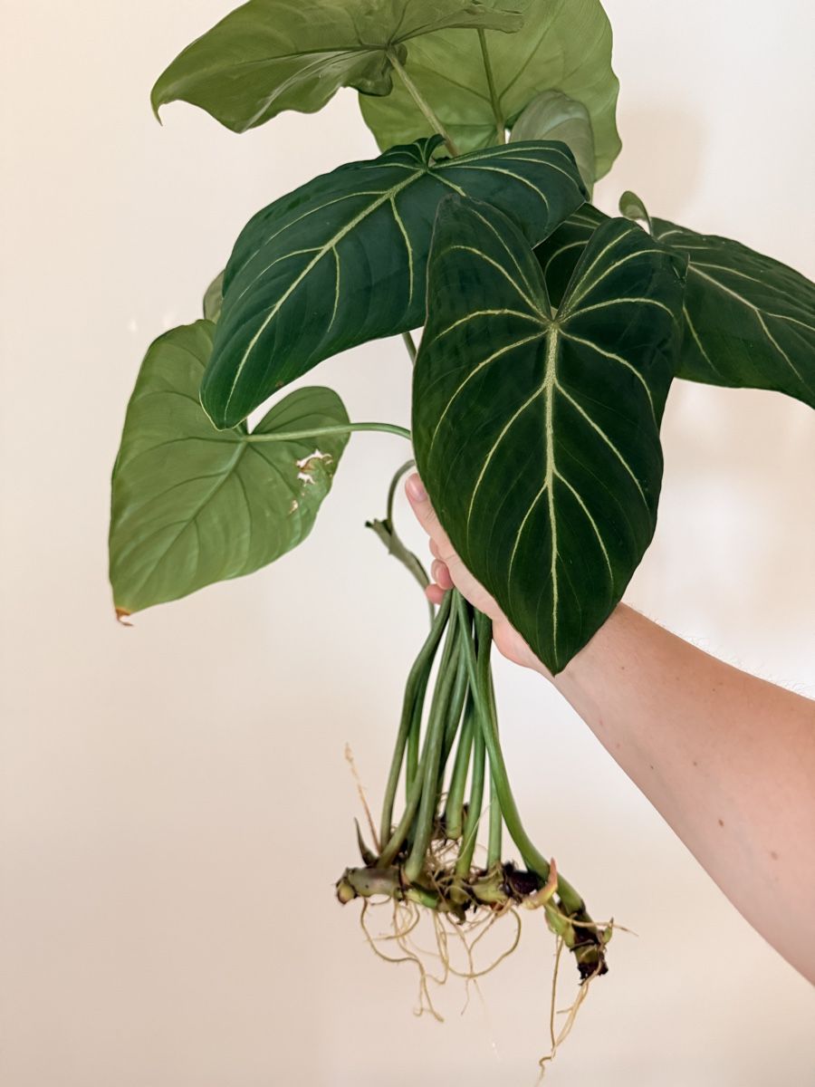 Pflanzen & Samen: Philodendron Gloriosum cuttings – Neu (gemäss Beschreibung) aus Zürich von gom_zxb8 2