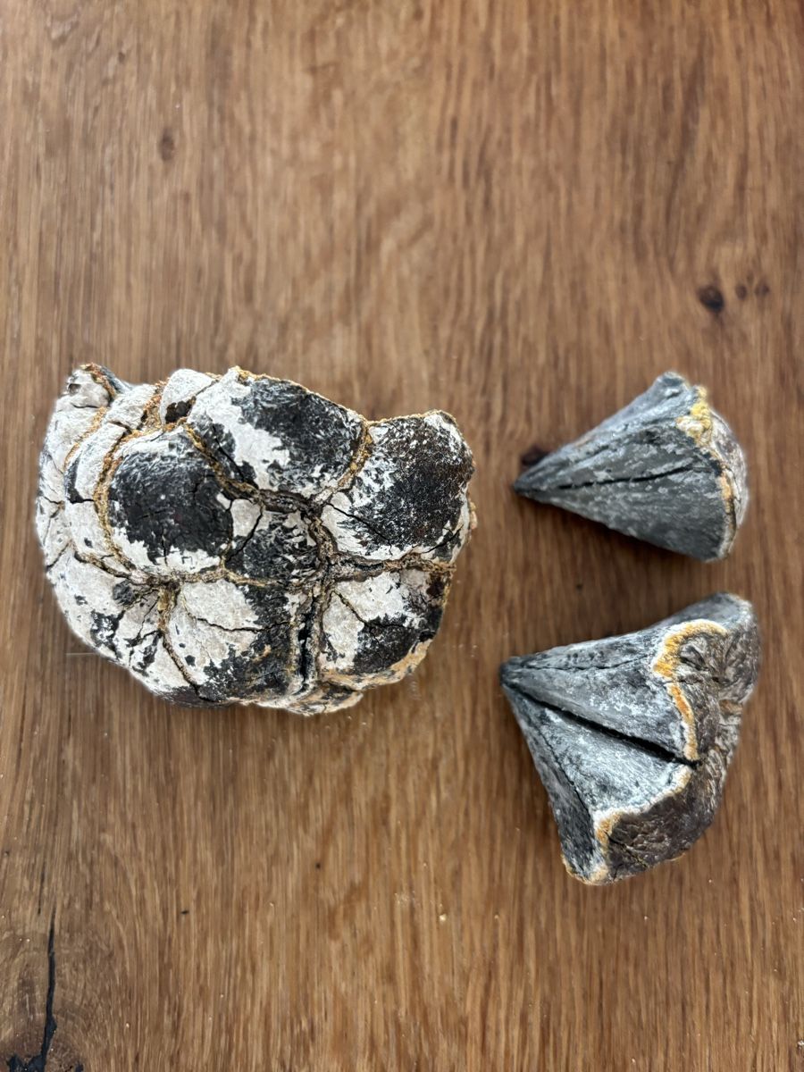 Fossili: Fossil Seeigel ca 80-120Mio Jahre – Usato da Zürich venduto da mbi_5bsz 2