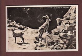 INTERLAKEN - Alpenwildpark - Steinbock