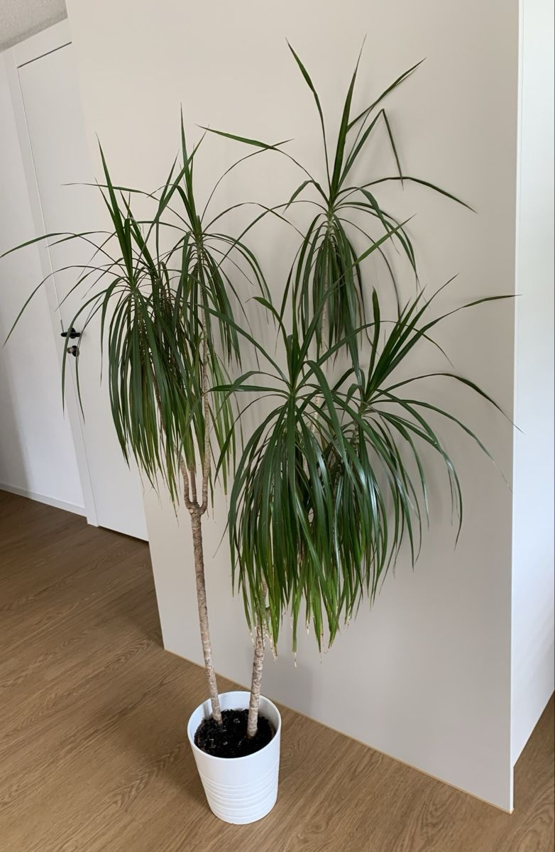 Piante & sementi: Plante d'intérieur Dracaena marginata – Usato da Port venduto da granitod 2