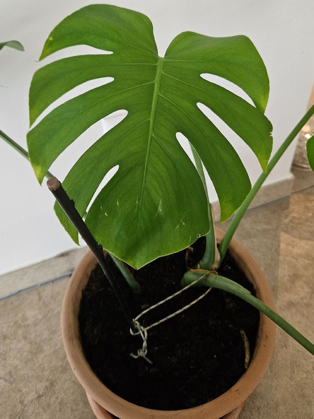 Piante & sementi: Monstera Deliciosa inkl. Terrakottatopf – Usato da Schaan venduto da car_wrv2 2