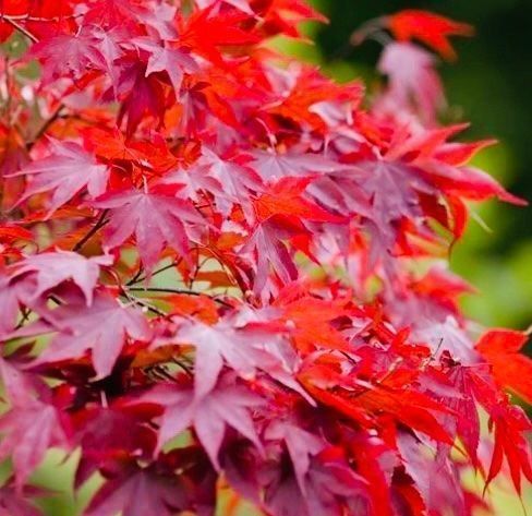 Piante & sementi: JAPANISCHER AHORN : 10 SAMEN‪ – Usato da Rovio venduto da POSITIFFARTandPLANTS 1