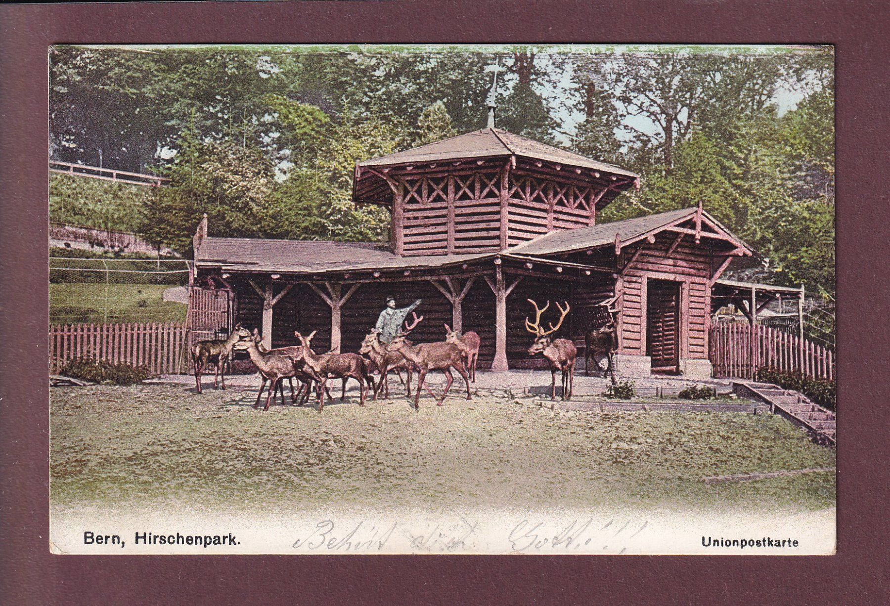 Ansichtskarten: BERN - Hirschpark - 1906 – Gebraucht aus Pully von nicecards