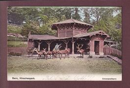 BERN - Hirschpark - 1906