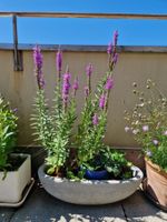 Balkon-/Gartenpflanze: Blutweiderich, Hauswurz, Erdbeere