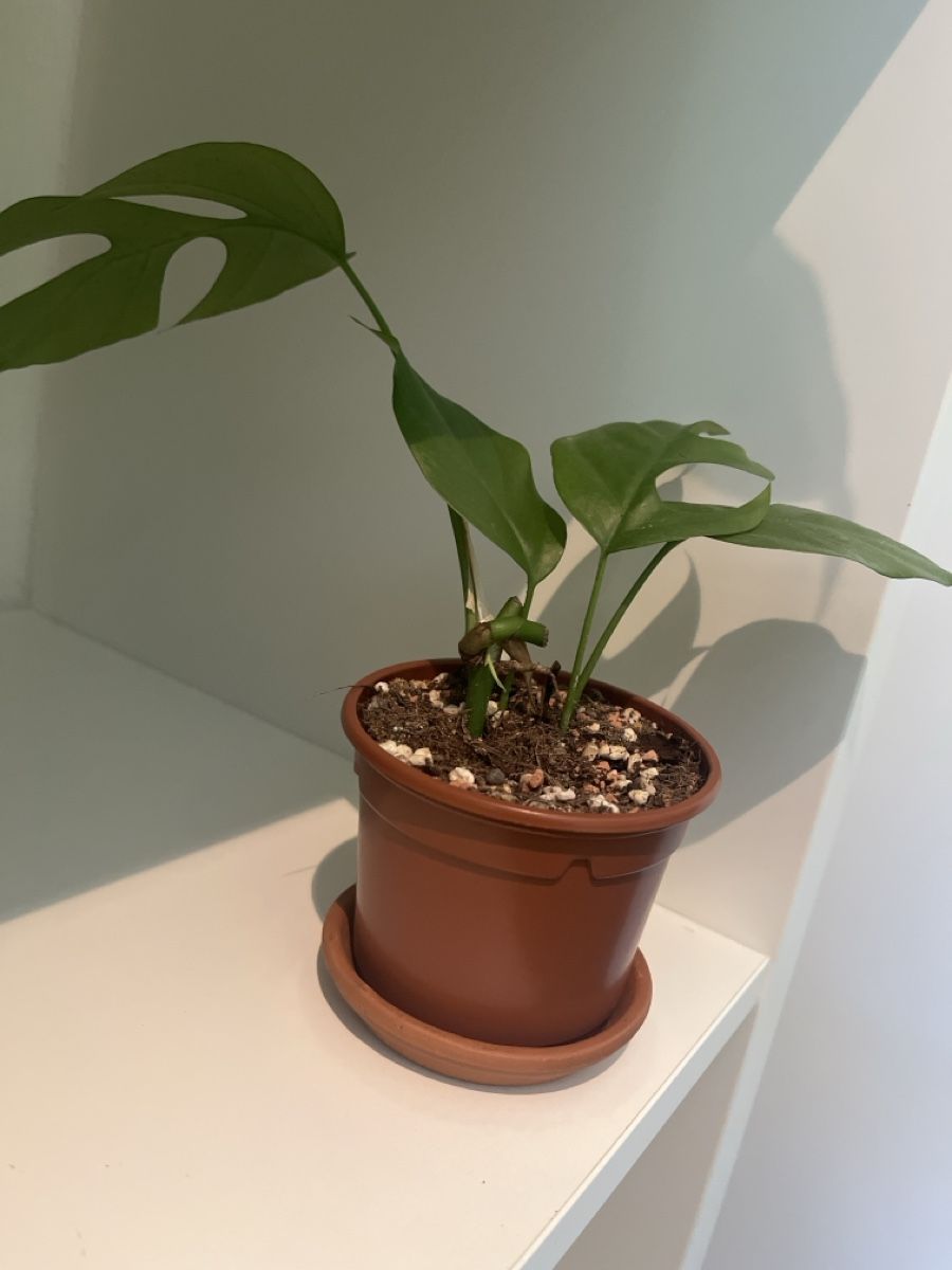 Piante & sementi: R. tetrasperma 🌱 – Usato da geroldswil venduto da Mimisa