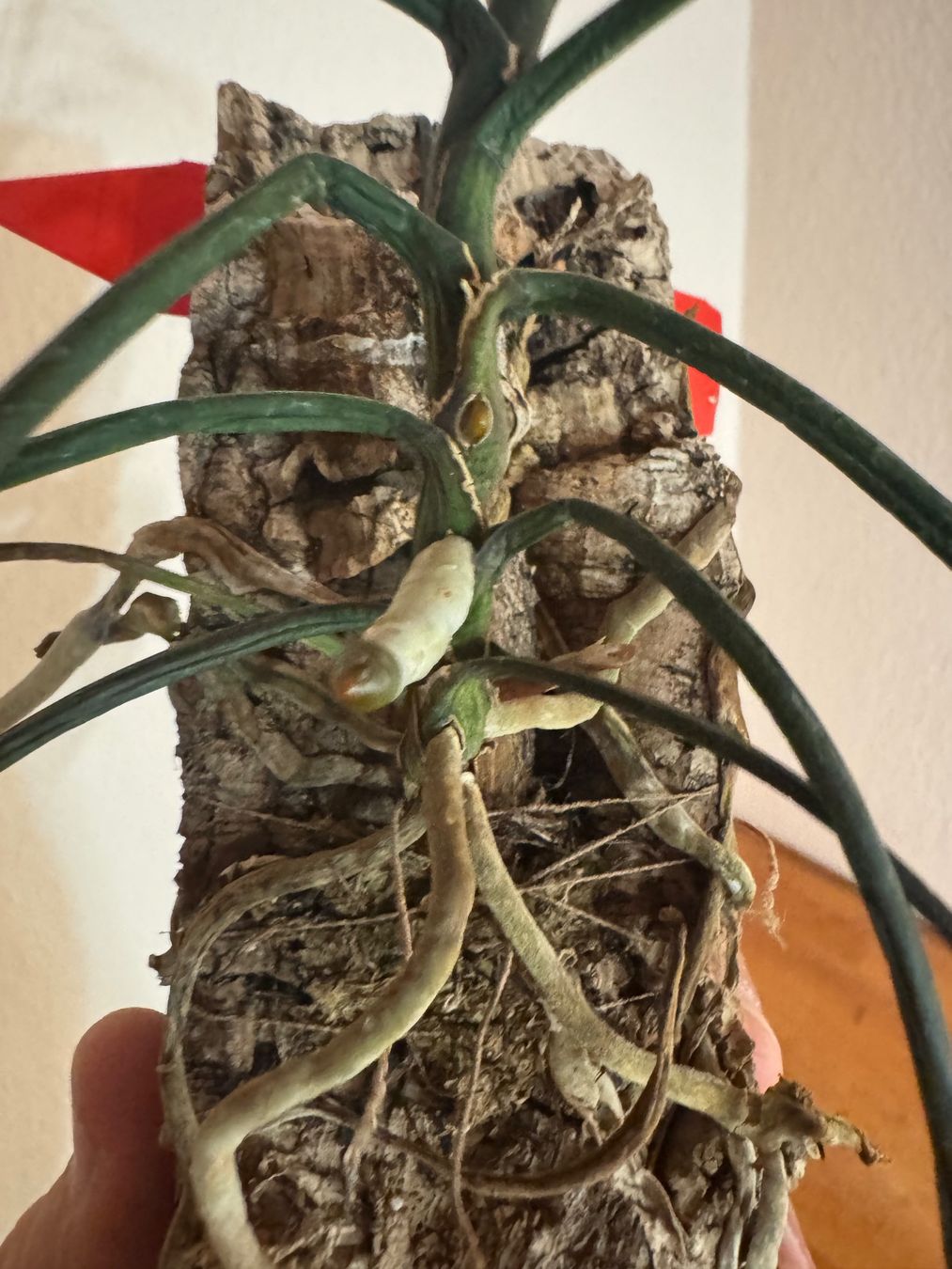 Plantes & graines: Holcoglossum kimballianum – D'occasion à Männedorf par mrclst 2