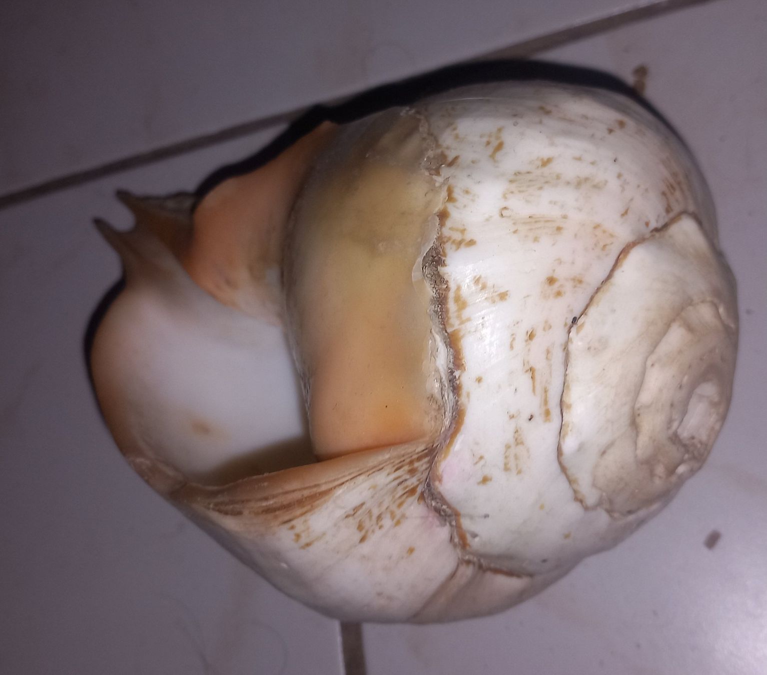 Fossili: MUSCHEL – Usato da Ried-Brig venduto da ugukim 2