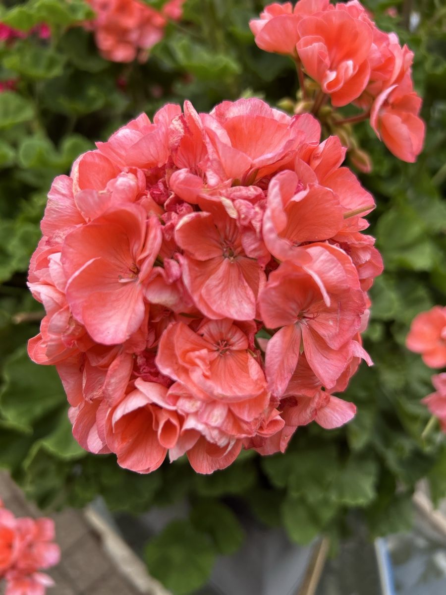 Piante & sementi: Pelargonie Zonal, Geranie im Topf – Usato da Kirchleerau venduto da Moritz15A 1