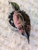 Alocasia Chantrieri Pink Variegata