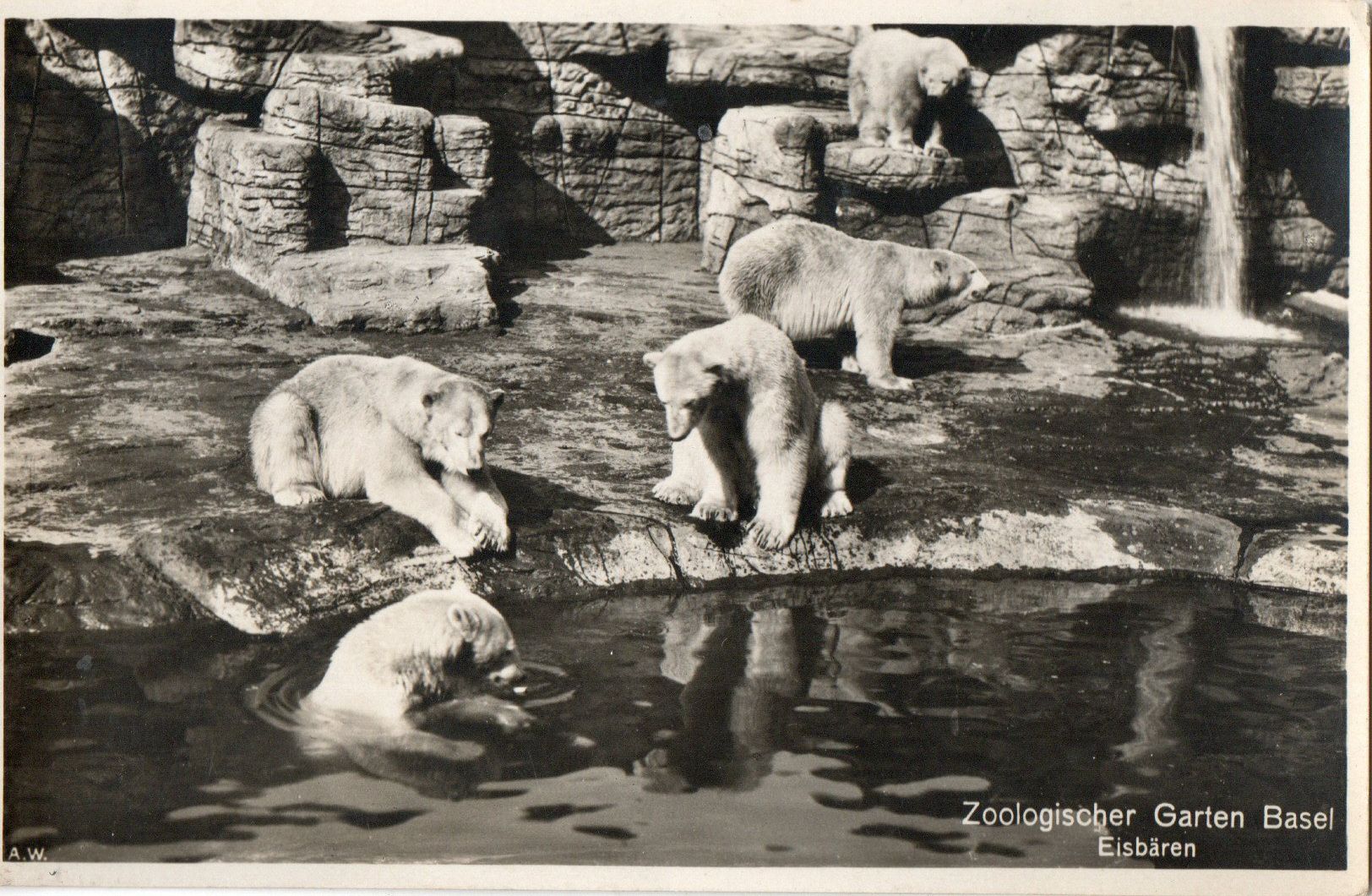 Ansichtskarten: Zoologischer Garten Basel - Eisbären – Gebraucht aus Melano von pisonsdro