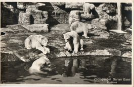 Zoologischer Garten Basel - Eisbären
