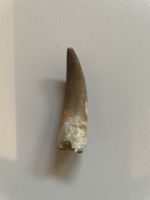 Zahn - Zarafasaurus occeanis