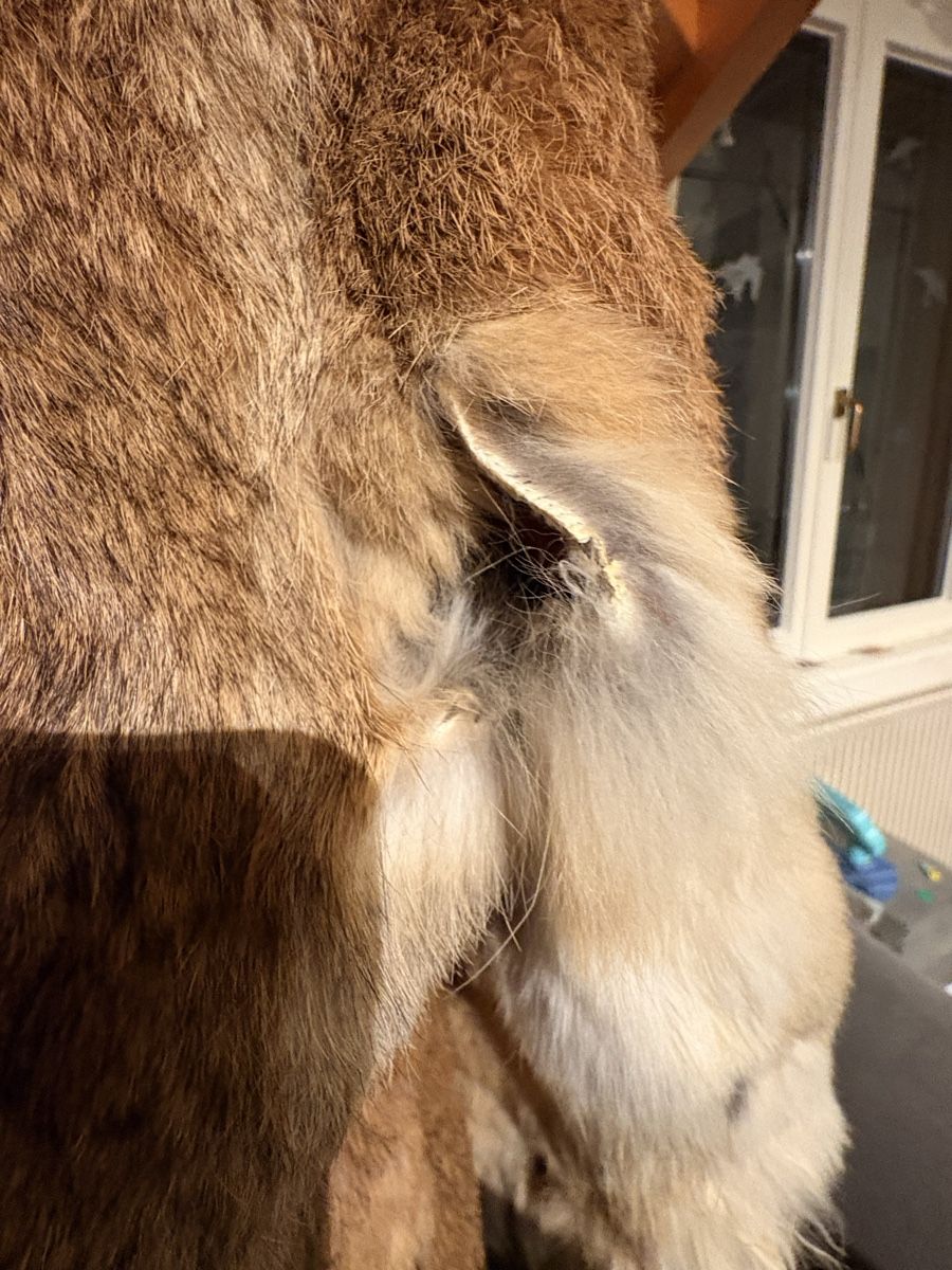 Cappotti: Manteau en fourrure de lapin – Usato da Le Cerneux-Péquignot venduto da dav_57m2 2