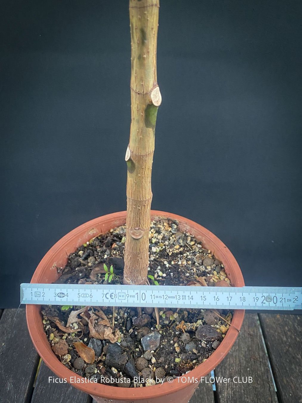 Pflanzen & Samen: Ficus Elastica Robusta Black - "schwarzer Gummibaum" – Neu und originalverpackt aus Adliswil von TAKEYOURPLANT 3