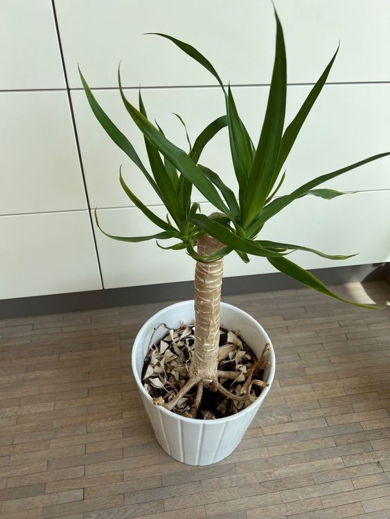 Yucca Pflanze letzte Reaktivierung Kaufen auf Ricardo